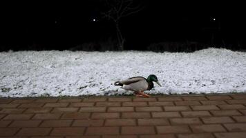 a duck walks along a paved footpath in the evening video