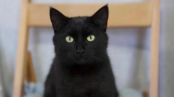 Close-up of a black cat staring ahead with intense focus. Its piercing eyes and sleek fur are highlighted, capturing a moment of alert curiosity video