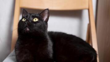 Close-up of a black cat staring ahead with intense focus. Its piercing eyes and sleek fur are highlighted, capturing a moment of alert curiosity and quiet intensity. video