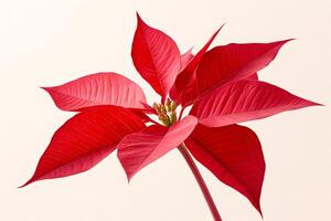 Red poinsettia plant with vibrant leaves standing against a light background photo