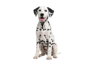 Dalmatian dog sitting, looking forward, isolated on a plain background, studio shot png