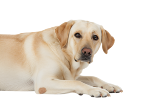 Labrador retriever lying down looking at camera on an isolated background png