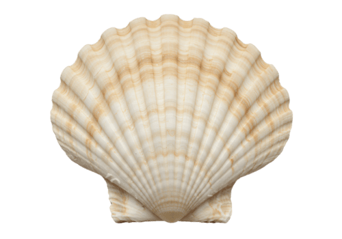Scallop shell close up on a blank space, showing the texture and detail of the shell's surface png