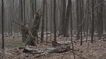 A man walks calmly through a dense, misty forest filled with tall trees and scattered fallen logs. The forest floor is covered with fallen leaves and branches. video