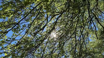 Sunlight shining through lush green tree canopy video