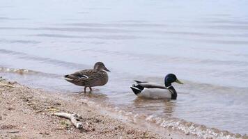 Two ducks relaxing on the shore of a lake video