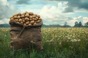 Sack of fresh potatoes standing in chamomile field under cloudy sky photo