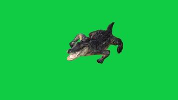 Crocodile, alligator walk loop 3d render animation isolated on green screen background video