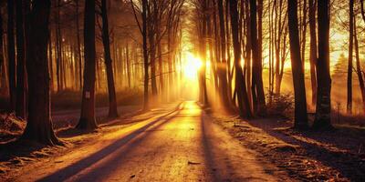 Golden sunlight streaming through a forest path. photo