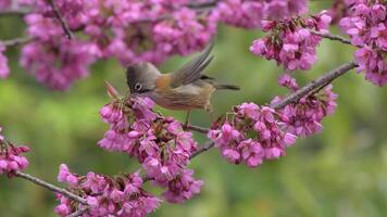 A bird is perched on a branch of a tree with pink flowers video