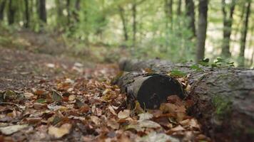 A fallen log in the woods with leaves on it video