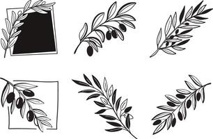 Olive branch illustrations with frames and sprigs black and white vector