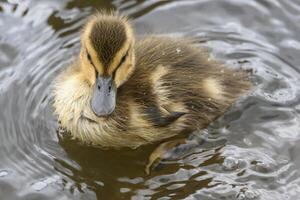 Mallard duckling swims gently in calm water surrounded by ripples on a sunny day photo