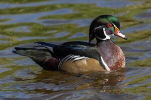 Beautiful wood duck swimming gracefully in a serene pond during daytime photo