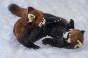 Red panda cubs playfully interact in a snowy environment during winter at a wildlife sanctuary photo