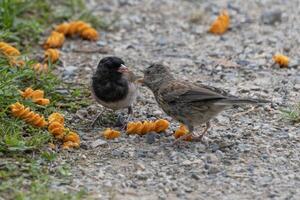 Two small birds foraging on a gravel path scattered with orange food items in a natural outdoor setting photo