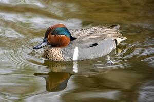 Green-winged teal duck gliding across the calm waters of a serene pond surrounded by lush greenery in early spring photo