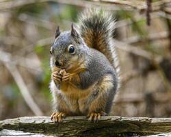 Squirrel holding nut in a natural setting during daylight in a serene environment photo