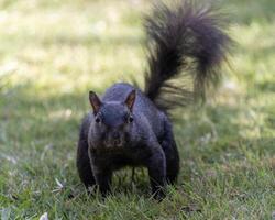 Black squirrel exploring a grassy area in the park during a sunny afternoon in autumn photo