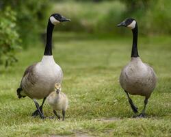 Canada goose family walking together in a lush green setting during a sunny day in spring photo