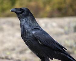 Black raven perched on rocks during daytime in a natural setting capturing the essence of wild avian life photo