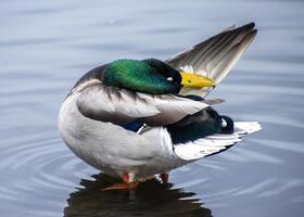 Mallard duck preening its feathers while standing on one leg in calm water during a sunny afternoon photo