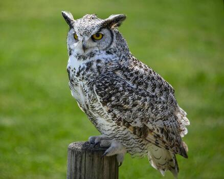 Great horned owl perched on a wooden post in a vibrant green field during daylight photo