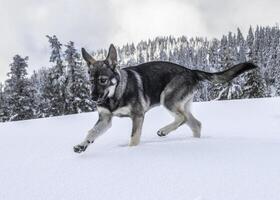 Dog plays joyfully in fresh snow in a scenic winter landscape with trees and cloudy sky photo