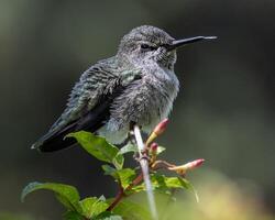 Hummingbird perched on a branch surrounded by vibrant flowers in a sunny garden setting photo