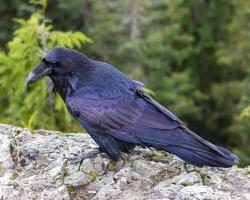 Raven perched on rocky surface amidst lush forest backdrop during daylight hours photo