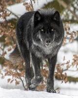 Black wolf walking through snow-covered landscape surrounded by autumn foliage in a peaceful wildlife setting photo