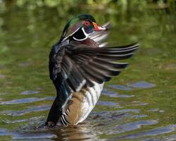 Colorful wood duck flapping wings in a serene pond during a sunny day in nature photo