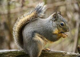 Squirrel munching on a nut on a branch in a wooded area during early morning photo