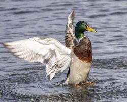 Male mallard duck displaying in water with wings outstretched during a sunny day photo