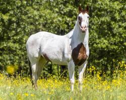 Majestic horse stands gracefully in a bright field of wildflowers during a sunny afternoon photo