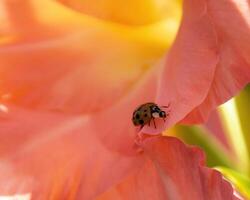 Ladybug crawls on vibrant flower petal during sunny day in spring garden photo