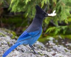 Bright stellar blue jay bird stands on a rock while holding a small piece of food in its beak near a lush green background photo