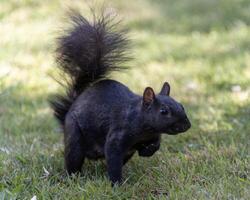 Black squirrel foraging in a lush green park on a sunny day, exhibiting curiosity and agility while exploring its surroundings photo