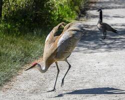 Sandhill crane takes flight along a tranquil pathway while a Canada goose looks on in a lush park setting photo