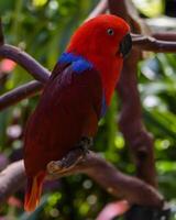 Vibrant red and blue parrot perched on a branch in a lush tropical garden during daylight hours photo