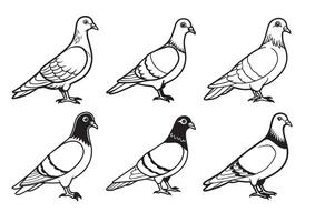 Pigeon silhouette Set vector