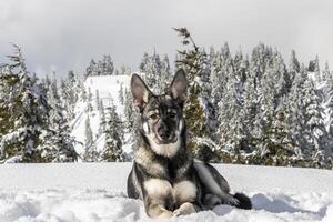 Snowy landscape with a dog resting against a backdrop of pine trees and mountains during winter photo