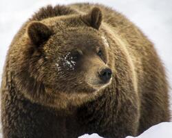 Grizzly bear exploring snowy terrain in a natural habitat during winter season photo