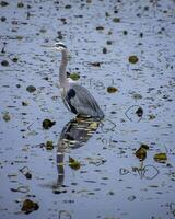 Great blue heron foraging in a serene pond surrounded by lily pads on a quiet afternoon photo