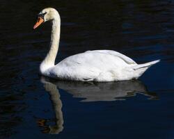 Elegant swan gracefully gliding across tranquil waters during a sunny afternoon in a serene natural setting photo
