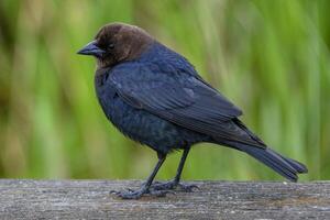 Brown-headed cowbird perched on a wooden railing in a lush green setting during daylight hours photo