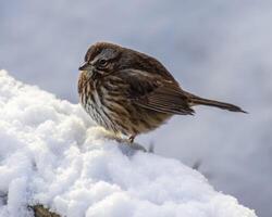 Brown sparrow perched on snow-covered ground during winter morning in a serene natural setting photo