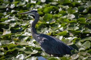 Great blue heron stands among lily pads in serene wetland during bright daytime photo