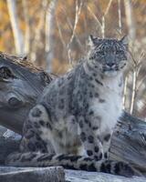 Snow leopard rests on a log in a forest during autumn with colorful foliage in the background photo
