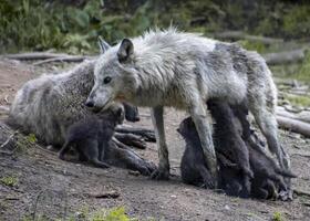 Wolf family interaction in a natural habitat during a sunny afternoon in the forest photo